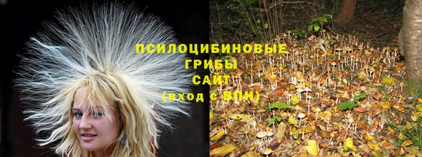 шишки Надым