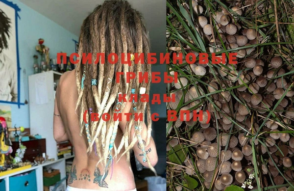 шишки Надым